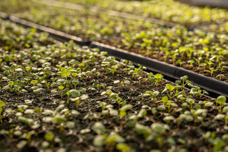 Fresh growing nature green seedling garden bed with water drops natural sun lights at greenhouse
