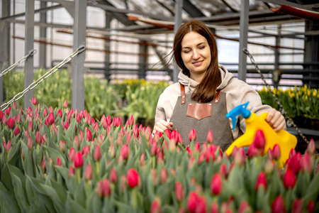 Woman agronomist pouring water to tulips flowerbed use watering can cultivation growing flowersの写真素材