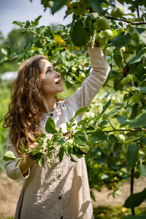 Young beautiful girl picks not big apples in the garden