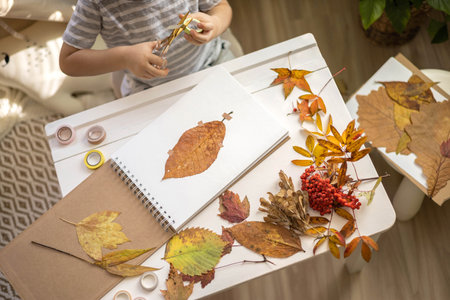 A child makes a herbarium from autumn colorful leaves. Happy autumn time.の写真素材