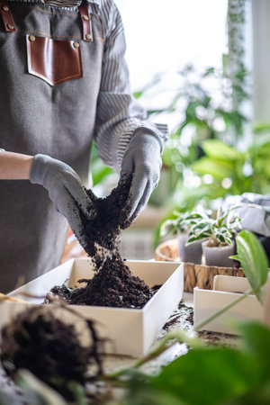 Female gardener hands mixing priming ground soil variegated monstera transplant top view closeupの写真素材