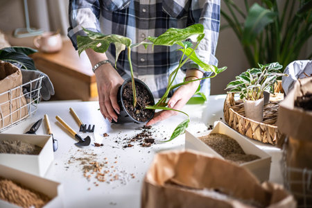 Woman gardener hands transplant variegated monstera scattered soil ground garden tools table closeupの写真素材