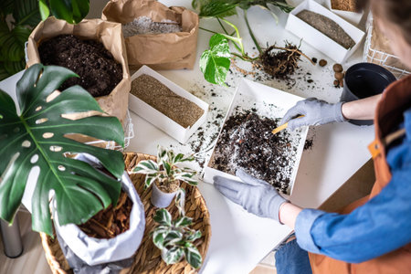 Female gardener hands mixing priming ground soil variegated monstera transplant top view closeup