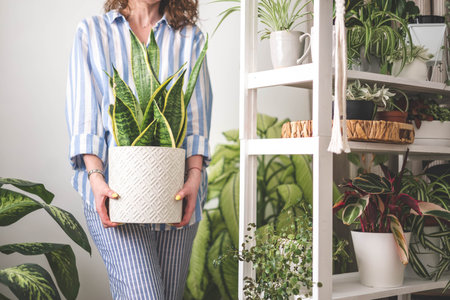 A young woman enjoys caring for flowers. Watering indoor plants and admiring them. Sansevieria.の写真素材