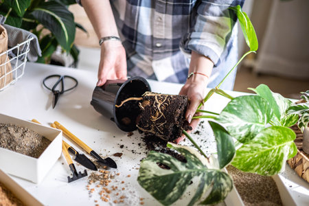 Female home gardener transplant natural variegated monstera with soil ground drainage sand top viewの写真素材