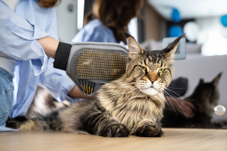 Closeup of woman combing fur Maine Coon cat with brush on the floor. Female taking care of petの写真素材