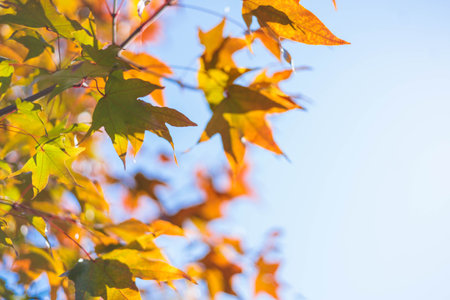 A frame of yellow and orange maple leaves against a blue sky on an autumn sunny day in October.の写真素材