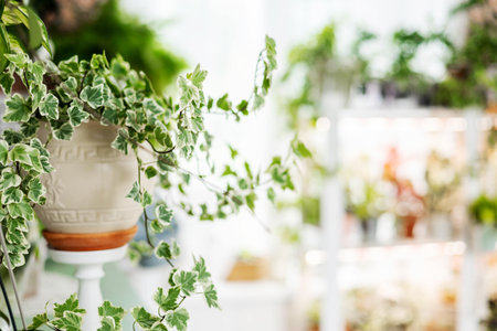 Lush greenery hedera ivy with ornamental leaves in white ceramic pot at indoor home gardenの写真素材