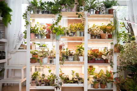 Home indoor garden hobby many potted plant placing on wooden shelves with light illuminationの写真素材