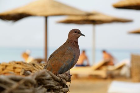 Small Egyptian turtledoveの写真素材