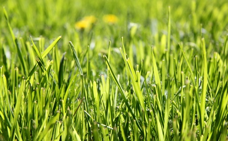 Lawn grasses in the forest