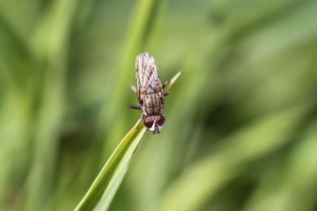 Fly on the thin grass on a green backgroundの写真素材