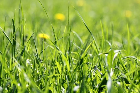 Green grass in a field on a background of flowersの写真素材