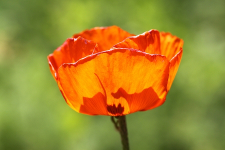 Isolated image of poppies on a white backgroundの写真素材