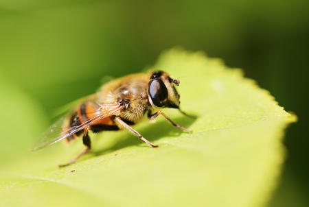 Gadfly insect sitting on a green leafの写真素材