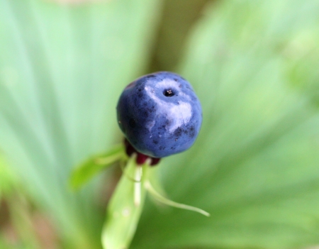 Big blue poisonous wolf berryの写真素材
