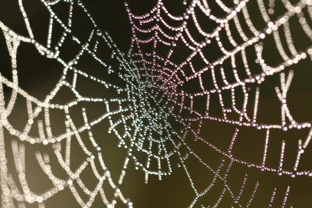 Spider web with dropsの写真素材