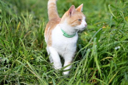 Cat standing in green grassの写真素材