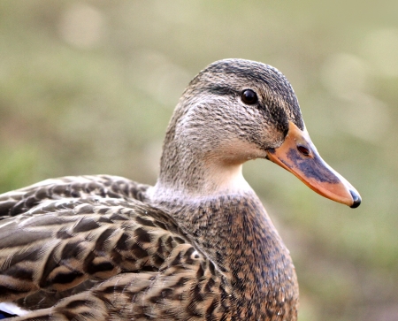 Portrait of Gadwallの写真素材