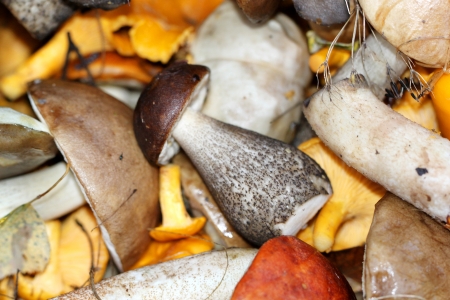 White boletus mushrooms and chanterellesの写真素材