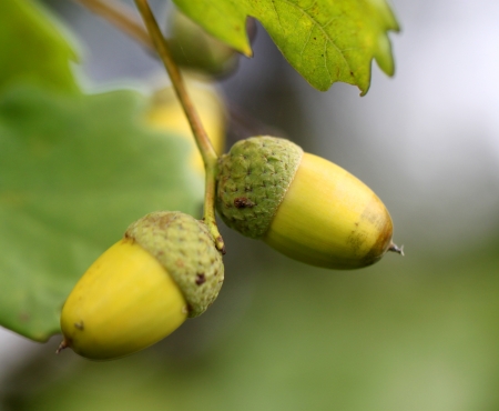 Green acorns on the oak branchesの写真素材