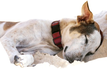Portrait of a very beautiful dog is photographed close-upの写真素材