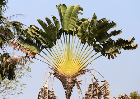 Palm trees grow on beautiful sky backgroundの写真素材