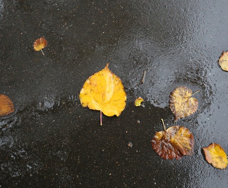 Yellow leaves lie on the wet pavement brilliantの写真素材