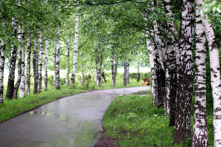 road in the woods along the beautiful young birch treesの写真素材