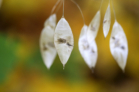 Beautiful yellow and red leaves on an autumn bushの写真素材