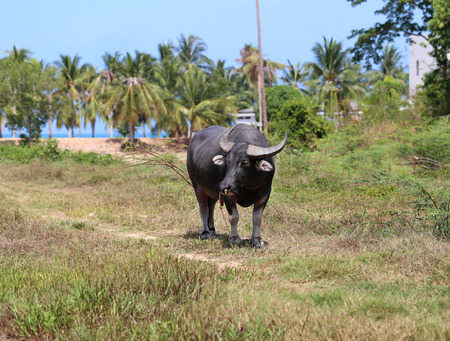 Black buffalo grazing in a field in Thailand on Koh Samuiの写真素材