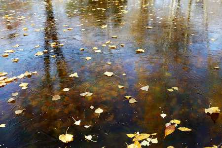 yellow leaves lying on the ice in the pondの写真素材
