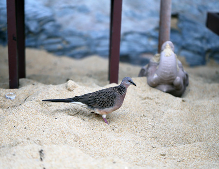 Beautiful pigeon walks on the beach in Thailand in Pattayaの写真素材