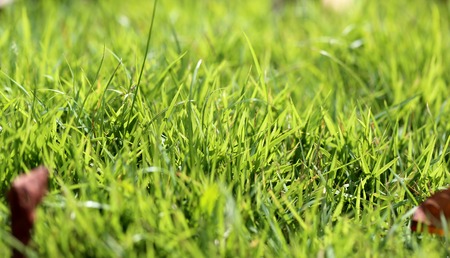 beautiful lawn green grass photographed close upの写真素材