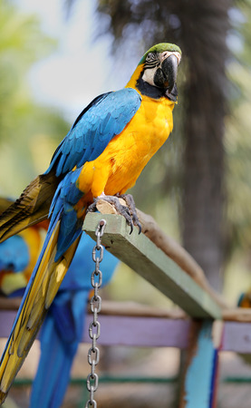 Big beautiful a macaws photographed close upの写真素材