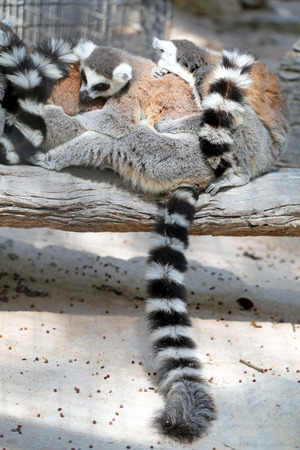 Beautiful lemur is photographed close-up in zoo