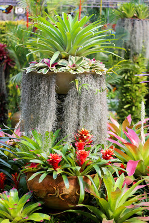 Beautiful flowers in Thailand on Koh Samui photographed close-upの写真素材