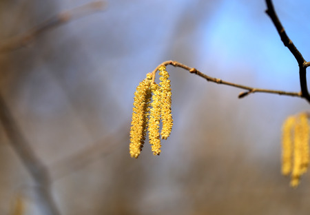 Beautiful earrings birch tree is photographed close upの写真素材