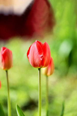Spring beautiful flowers tulips photographed close upの写真素材