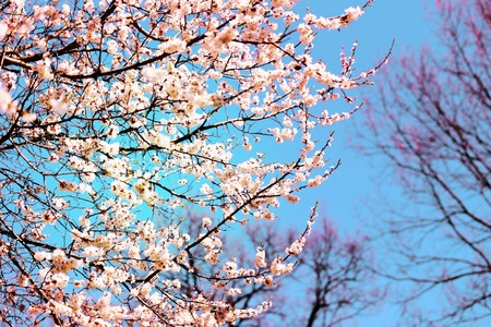 Spring flowers on the tree photographed close up