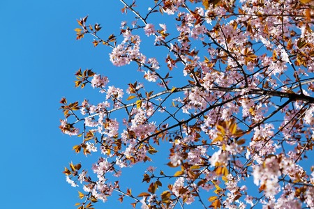 Spring flowers on the tree photographed close up