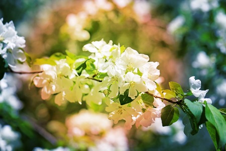 Spring flowers on the tree photographed close upの写真素材