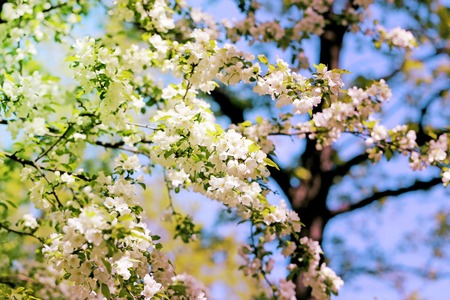 Spring flowers on the tree photographed close up