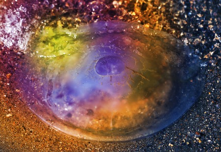 round jellyfish lying on the beach is photographed close-upの写真素材
