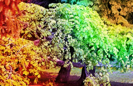 Beautiful lilac flowers on a tree photographed close upの写真素材