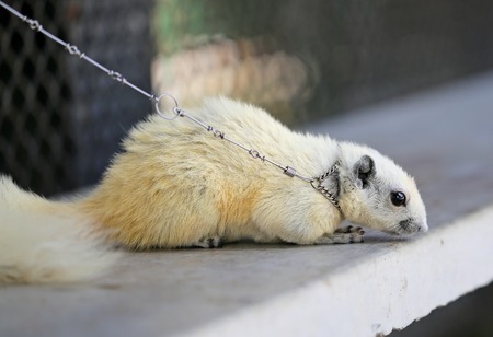 Portrait of a beautiful white squirrel photographed close upの写真素材
