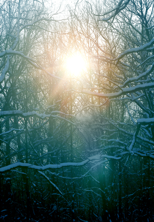Beautiful winter sunset in snowy forest in Russiaの写真素材