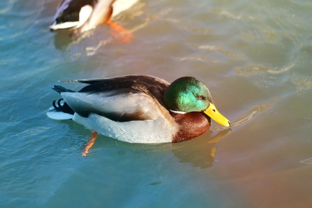beautiful duck floating on the river photographed close upの写真素材