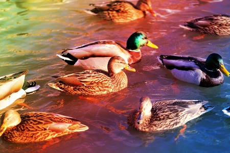 beautiful ducks and drakes are on ice river photographed close upの写真素材