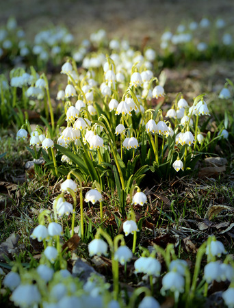 Beautiful spring primroses snowdrops photographed close upの写真素材